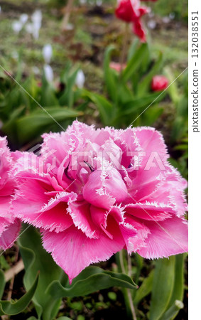 Tulip. Beautiful blooming tulip flower. Blooming tulip flower with pink petal in inflorescence on sunny spring morning. Blooming of blossoming red tulip flower growing in ground. Natural background 132038551