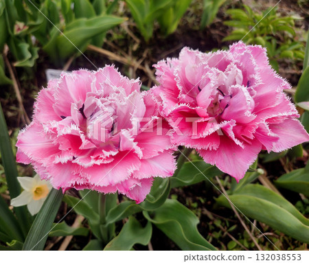 Tulip. Beautiful blooming tulip flower. Blooming tulip flower with pink petal in inflorescence on sunny spring morning. Blooming of blossoming red tulip flower growing in ground. Natural background 132038553