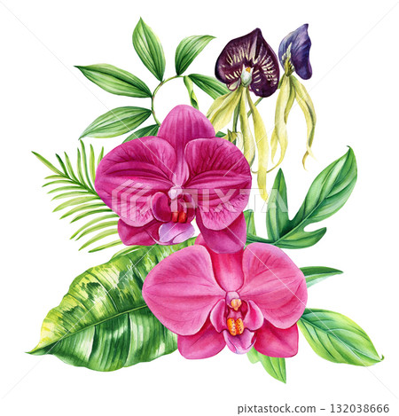 Pink and Purple Orchid Flowers with Green Leaves Botanical Illustration Tropical Floral Art for Interior Decoration 132038666