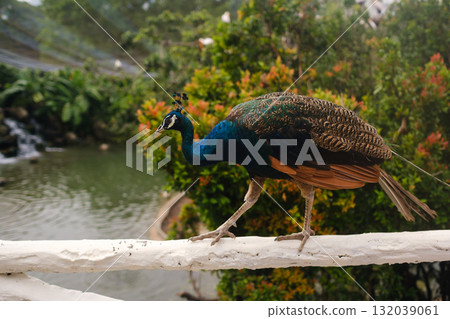 Colorful peacock walks along a white railing near a serene pond surrounded by lush greenery and vibrant flowers during a sunny day in a tropical garden 132039061