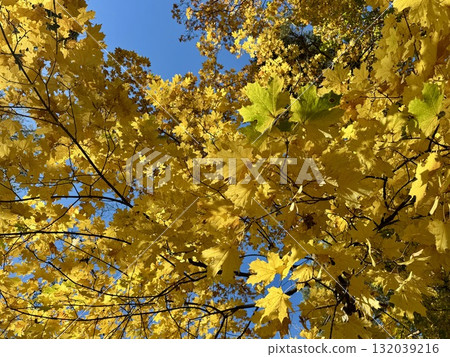 Golden autumn, yellow maple leaves. High quality photo 132039216