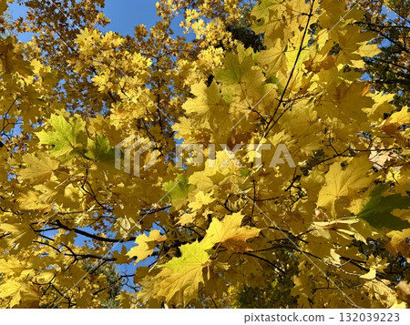 Golden autumn, yellow maple leaves. High quality photo 132039223