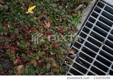 Street plants and gutter grids | Contrast between nature and urban infrastructure Street plants and gutter grids | Contrast between nature and urban infrastructure 132039266