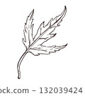 Maple leaf hand-drawn in ink and translated into vector. The illustration is suitable for printing on fabric, paper, for the design of postcards, invitations. 132039424