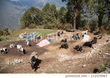 Water buffalo farming from Lukla, Nepal 132039467
