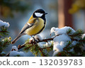 Great Tit Perched on a Snowy Evergreen Branch in Winter 132039783