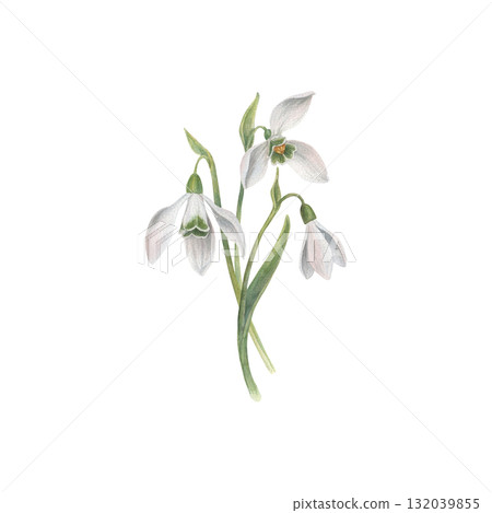 A bouquet of snowdrops flower. Watercolor illustration hand drawn and isolated on a white background. Perfect for decorating postcards, wedding invitations or other celebrations, tableware, textiles. 132039855