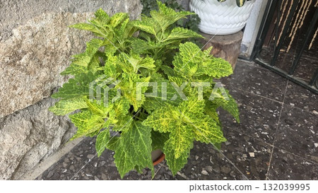 Vibrant coleus plant with green variegated leaves in outdoor garden setting Vibrant coleus plant with green variegated leaves in outdoor garden setting 132039995