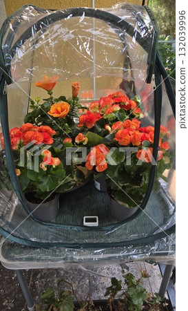 Vibrant floriculture display in greenhouse miniature nursery setting 132039996