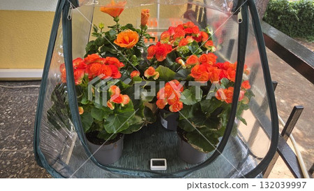 Vibrant orange flowers in a mini greenhouse for urban gardening and home decor. Orange begonia 132039997