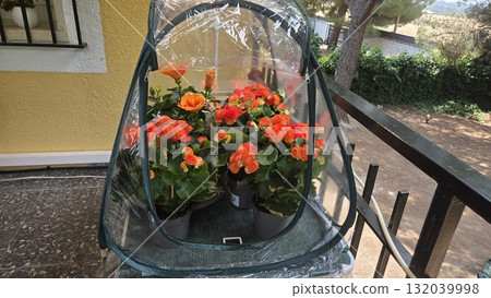 Vibrant floriculture display with orange flowers on outdoor balcony. Orange Begonia 132039998