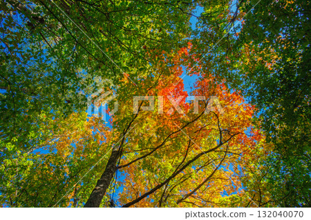 A Stunning Autumn Landscape Featuring Vibrant Trees, Bright Colors, and a Clear Blue Sky 132040070