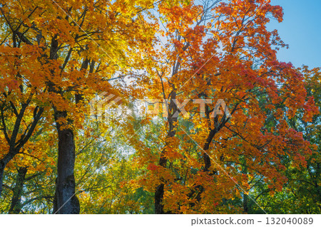 A Stunning Autumn Landscape Featuring Vibrant Trees, Bright Colors, and a Clear Blue Sky A Stunning Autumn Landscape Featuring Vibrant Trees, Bright Colors, and a Clear Blue Sky 132040089