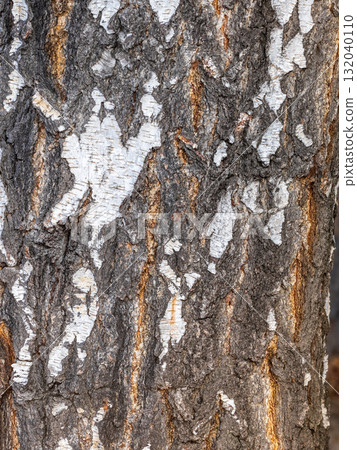 The texture of the birch bark. The texture of the birch bark. 132040110