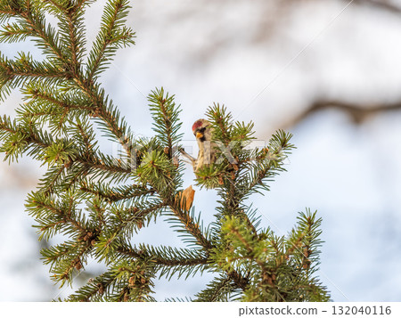 Common redpoll female, cute bird with bright red patch on its forehead sits on tree branch without leaves in sunny spring day. 132040116