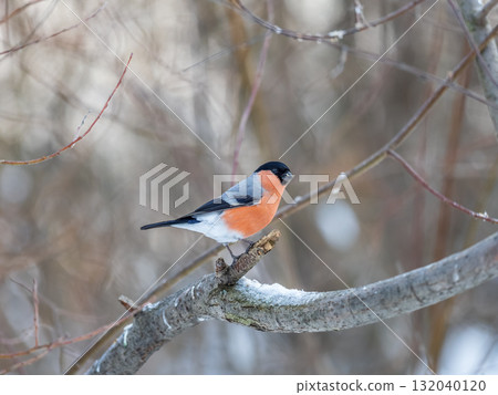 Bullfinch, pyrrhula pyrrhula, sitting on a branch without leaves in the autumn or winter. Bullfinch, pyrrhula pyrrhula, sitting on a branch without leaves in the autumn or winter. 132040120