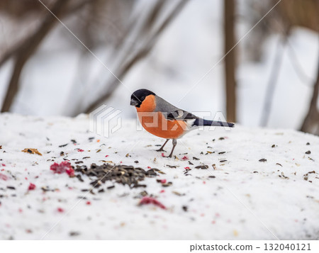 Bullfinch, pyrrhula pyrrhula, sitting on a branch without leaves in the autumn or winter. Bullfinch, pyrrhula pyrrhula, sitting on a branch without leaves in the autumn or winter. 132040121