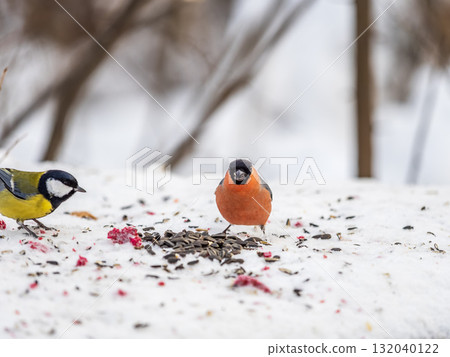 Bullfinch, pyrrhula pyrrhula, sitting on a branch without leaves in the autumn or winter. 132040122