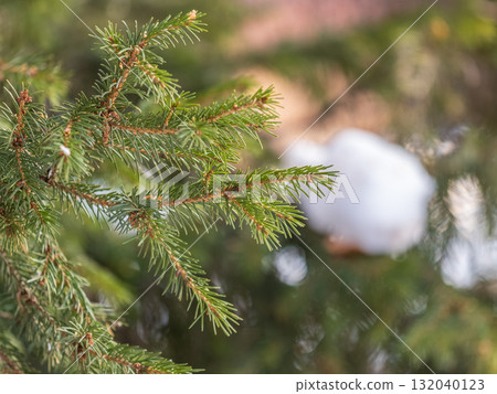 Background of green spruce branches in sunset light 132040123