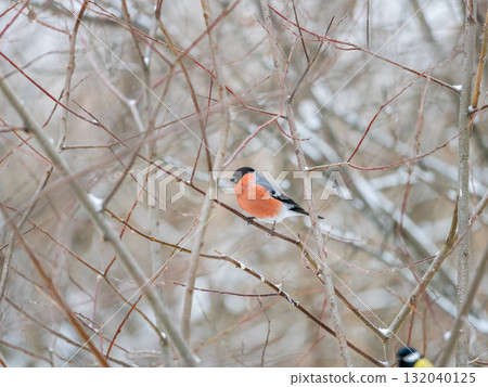 Bullfinch, pyrrhula pyrrhula, sitting on a branch without leaves in the autumn or winter. Bullfinch, pyrrhula pyrrhula, sitting on a branch without leaves in the autumn or winter. 132040125