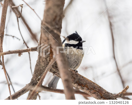 Beautiful bird Coal tit, lat. Periparus ater, sitting on a branch without leaves in the autumn or winter. 132040126