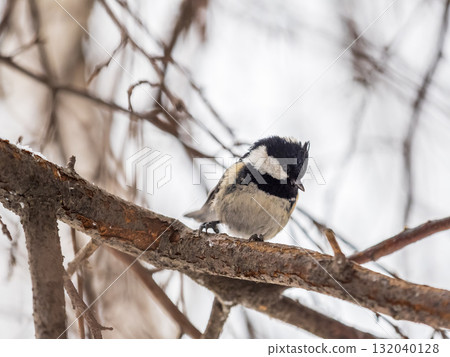 Beautiful bird Coal tit, lat. Periparus ater, sitting on a branch without leaves in the autumn or winter. Beautiful bird Coal tit, lat. Periparus ater, sitting on a branch without leaves in the autumn or winter. 132040128