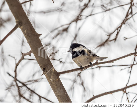Beautiful bird Coal tit, lat. Periparus ater, sitting on a branch without leaves in the autumn or winter. Beautiful bird Coal tit, lat. Periparus ater, sitting on a branch without leaves in the autumn or winter. 132040129