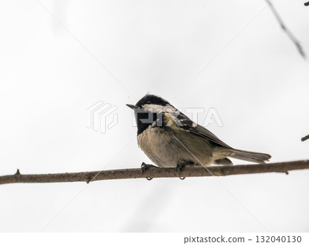 Beautiful bird Coal tit, lat. Periparus ater, sitting on a branch without leaves in the autumn or winter. Beautiful bird Coal tit, lat. Periparus ater, sitting on a branch without leaves in the autumn or winter. 132040130