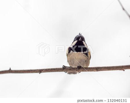 Beautiful bird Coal tit, lat. Periparus ater, sitting on a branch without leaves in the autumn or winter. Beautiful bird Coal tit, lat. Periparus ater, sitting on a branch without leaves in the autumn or winter. 132040131
