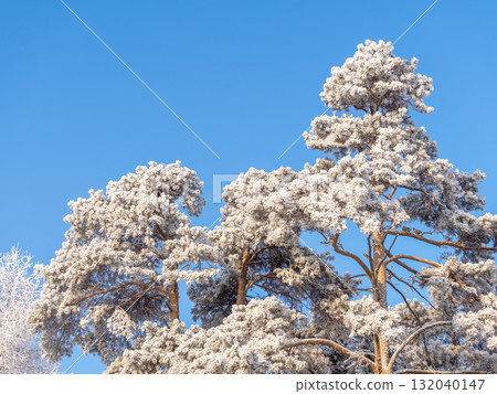 Pine branch with needles is covered with snow in the sunset light Pine branch with needles is covered with snow in the sunset light 132040147