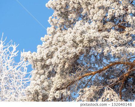 Pine branch with needles is covered with snow in the sunset light 132040148