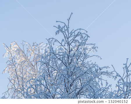 Tree branches in winter covered with snow and frost in snowfall on blue sky background. Frozen tree branches. Tree branches in winter covered with snow and frost in snowfall on blue sky background. Frozen tree branches. 132040152