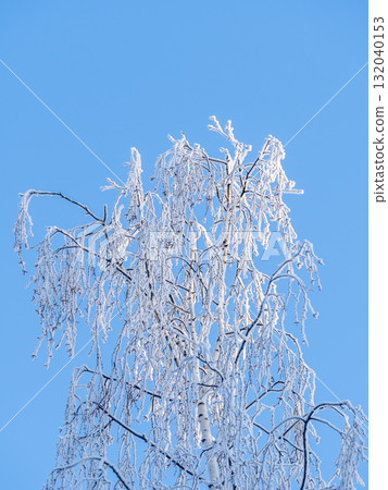 Tree branches in winter covered with snow and frost in snowfall on blue sky background. Frozen tree branches. 132040153