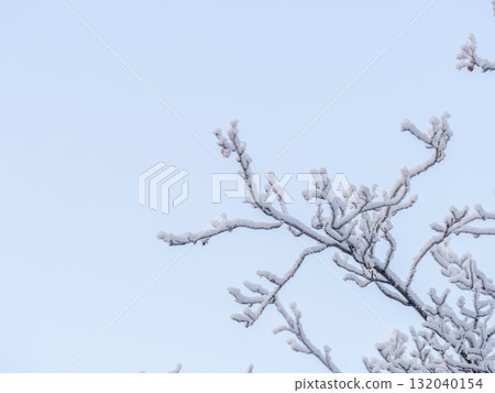 Tree branches in winter covered with snow and frost in snowfall on blue sky background. Frozen tree branches. Tree branches in winter covered with snow and frost in snowfall on blue sky background. Frozen tree branches. 132040154