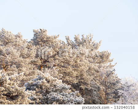 Pine branch with needles is covered with snow in the sunset light Pine branch with needles is covered with snow in the sunset light 132040158