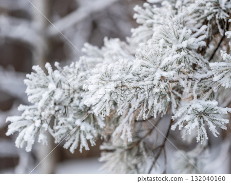 Pine branch with needles is covered with snow in the sunset light Pine branch with needles is covered with snow in the sunset light 132040160