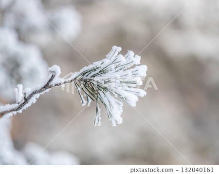 Pine branch with needles is covered with snow in the sunset light Pine branch with needles is covered with snow in the sunset light 132040161