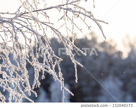 Tree branches in winter covered with snow and frost in snowfall on blue sky background. Frozen tree branches. Tree branches in winter covered with snow and frost in snowfall on blue sky background. Frozen tree branches. 132040173
