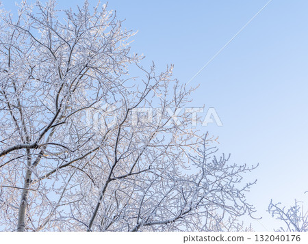 Tree branches in winter covered with snow and frost in snowfall on blue sky background. Frozen tree branches. Tree branches in winter covered with snow and frost in snowfall on blue sky background. Frozen tree branches. 132040176