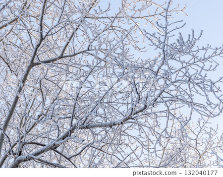 Tree branches in winter covered with snow and frost in snowfall on blue sky background. Frozen tree branches. Tree branches in winter covered with snow and frost in snowfall on blue sky background. Frozen tree branches. 132040177