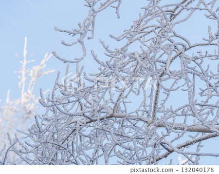 Tree branches in winter covered with snow and frost in snowfall on blue sky background. Frozen tree branches. Tree branches in winter covered with snow and frost in snowfall on blue sky background. Frozen tree branches. 132040178