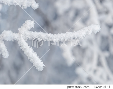 Tree branches in winter covered with snow and frost in snowfall. Frozen tree branches. Tree branches in winter covered with snow and frost in snowfall. Frozen tree branches. 132040181