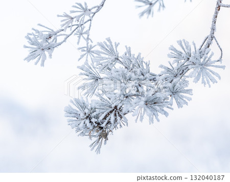 Pine branch with needles is covered with snow in the sunset light Pine branch with needles is covered with snow in the sunset light 132040187