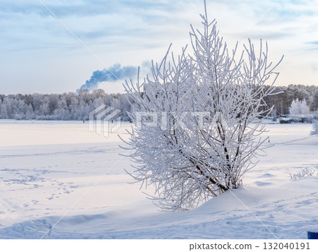Snow-Covered Lake Shore with Ice, Pine Forest on Shore, Beautiful Winter Landscape with snow covered trees 132040191