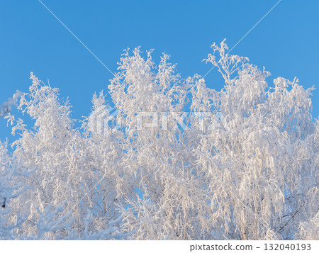 Tree branches in winter covered with snow and frost in snowfall on blue sky background. Frozen tree branches. Tree branches in winter covered with snow and frost in snowfall on blue sky background. Frozen tree branches. 132040193