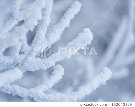 Tree branches in winter covered with snow and frost in snowfall. Frozen tree branches. Tree branches in winter covered with snow and frost in snowfall. Frozen tree branches. 132040199