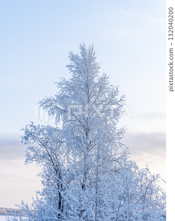 Tree branches in winter covered with snow and frost in snowfall on blue sky background. Frozen tree branches. Tree branches in winter covered with snow and frost in snowfall on blue sky background. Frozen tree branches. 132040200
