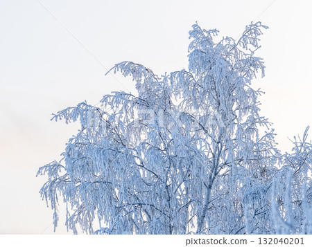 Tree branches in winter covered with snow and frost in snowfall on blue sky background. Frozen tree branches. 132040201