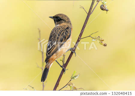 秋天飛到農田的紅鶲 132040415