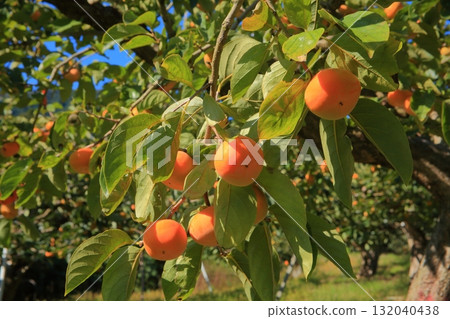 Okasaki Tree 132040438